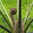 Fougere Cyathea cooperi fronde Mioulne NewsJardinTV Jardimiou 663256541