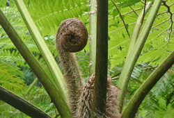 Fougere Cyathea cooperi fronde Mioulne NewsJardinTV Jardimiou 663256541
