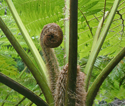 Fougere Cyathea cooperi fronde Mioulne NewsJardinTV Jardimiou 663256541