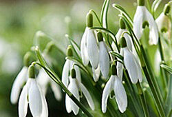 Galanthus IBulb