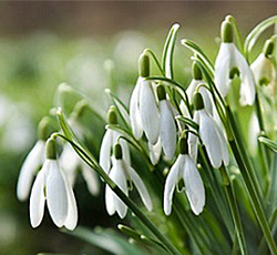 Galanthus IBulb