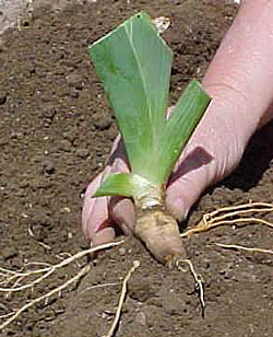 Plantation Iris Flora