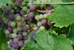 Raisin Cabernet Mioulane NewsJardinTV Jardimiou DSC0470