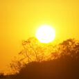Soleil Vegetation Mioulane NewsJardinTV Jardimiou 66985547