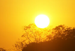 Soleil Vegetation Mioulane NewsJardinTV Jardimiou 66985547