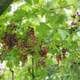 Vigne Treille Mioulane NewsJardinTV Jardimiou NPM90001198