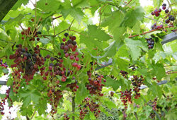 Vigne Treille Mioulane NewsJardinTV Jardimiou NPM90001198