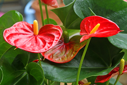 Anthurium Mioulane NewsJardinTV Jardimiou NPM 719516128