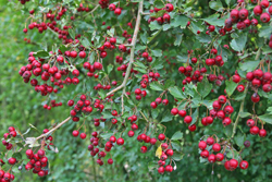Aubepine FructificationMioulane NewsJardinTV Jardimiou IMG 5859