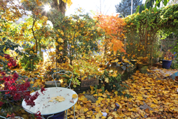 Automne Jardin Mioulane NewsJardinTV NPM 2507527963