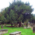 If Taxus Cimetiere Flora