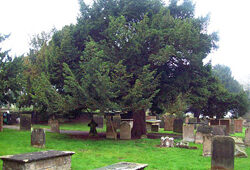 If Taxus Cimetiere Flora