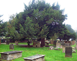 If Taxus Cimetiere Flora