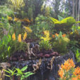 Jardin Orchidees Singapour Mioulane NewsJardinTV Jarimiou IMG 6134