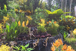 Jardin Orchidees Singapour Mioulane NewsJardinTV Jarimiou IMG 6134