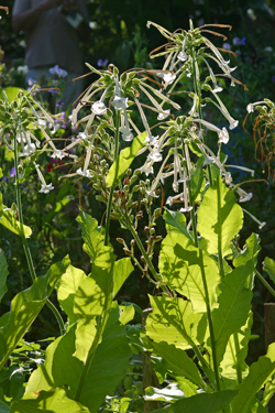 Nicotiana sylvestris Mioulane NewsJardinTV Jardimiou NPM 84811096