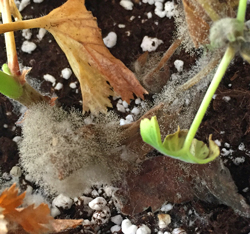 Pythium Moisissure Mioulane NewsJardinTV Jardimiou IMG 6132