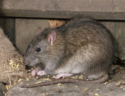 Rat Surmulot Fauna