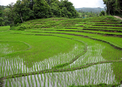 Riziere ThaIlande Echiner1