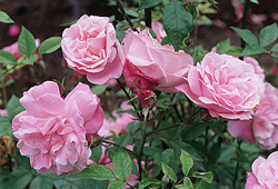 Rosa Old Blush