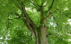 Tilia cordata Mioulane NewsJardinTV Jardimiou NPM 2307513763
