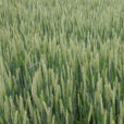 Ble Triticum sativum Mioulane NewsJardinTV Jardimiou 7745652111