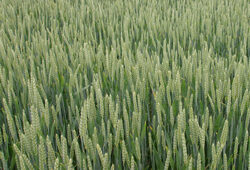 Ble Triticum sativum Mioulane NewsJardinTV Jardimiou 7745652111