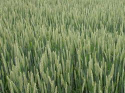 Ble Triticum sativum Mioulane NewsJardinTV Jardimiou 7745652111