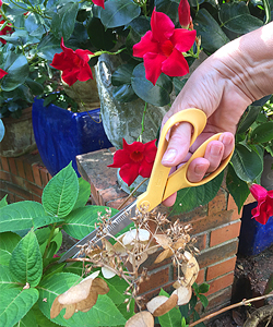 Coupe Fleur Fanee Mioulane NewsJardinTV Jardimiou IMG 6140