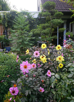 Dahlia Massif Mioulane NewsJardinTV Jardimiou NPM 85006269