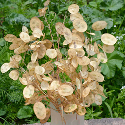 Lunaria annua Siliques Flora