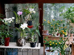 Orchidees Veranda Mioulane NewsJardinTV Jardimiou NPM 850369220