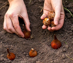 Plantation Bulbe Tulipe Flora