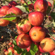 Pomme Cybele Mioulane NewsJardinTV Jardimiou IMG 6171
