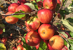 Pomme Cybele Mioulane NewsJardinTV Jardimiou IMG 6171