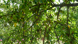 Pommier Mioulane NewsJardinTV Jardimiou DSC0556