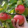 Recolte Pomme Flora