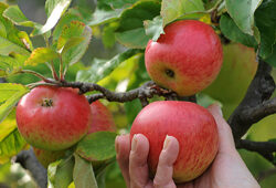 Recolte Pomme Flora