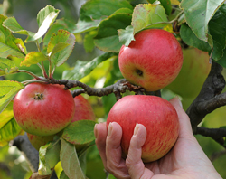 Recolte Pomme Flora