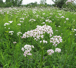 Valeriana officinalis Flora