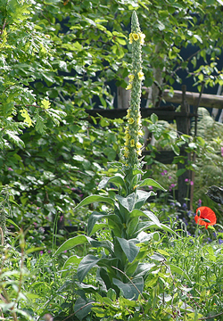 Verbascum bombyciferum Mioulane NewsJardinTV Jardimiou NPM 84919210