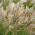 Miscanthus Eulalie Mioulane NewsJardinTV Jardimiou NPM 850453536
