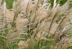 Miscanthus Eulalie Mioulane NewsJardinTV Jardimiou NPM 850453536