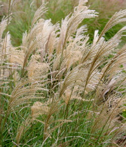 Miscanthus Eulalie Mioulane NewsJardinTV Jardimiou NPM 850453536