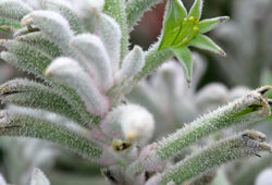 Anogozanthos Bush Mioulane NewsJardinTV Jardimiou NPM 850330442
