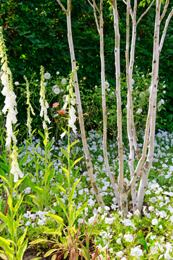 Bouleau Jardin Blanc Mioulane NewsJardinTV Jardimiou NPM 914374294