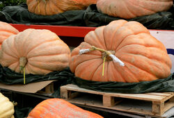 Cucurbita Atlantic Giant Mioulane NewsJardinTV Jardimiou NPM 850346003