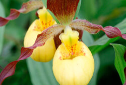 Cypripedium Mioulane NewsJardinTV Jardimiou NPM 914371693