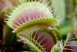 Dionaea muscipula carnivore Mioulane NewsJardinTV Jardimiou NPM 850327480