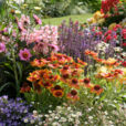 Massif ete Mioulane NewsJardinTV Jardimiou NPM 850407048